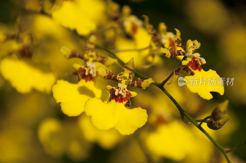 黄豌豆/兰科/兰花